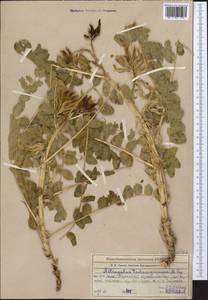 Astragalus tschimganicus Popov ex Baranov, Middle Asia, Western Tian Shan & Karatau (M3) (Kazakhstan)