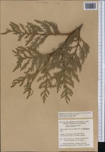 Thuja plicata Donn ex. D.Don, America (AMER) (Canada)