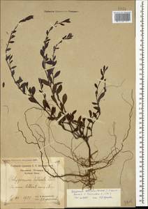 Polygonum mesembricum Chrtek, Caucasus, Black Sea Shore (from Novorossiysk to Adler) (K3) (Russia)