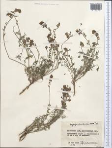 Oxytropis floribunda (Pall.)DC., Middle Asia, Northern & Central Kazakhstan (M10) (Kazakhstan)