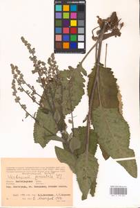 MHA 0 158 804, Verbascum chaixii Vill., Eastern Europe, Lower Volga region (E9) (Russia)
