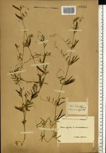 Vicia sativa subsp. nigra (L.)Ehrh., Eastern Europe, North-Western region (E2) (Russia)