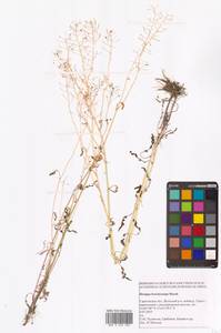 Rorippa brachycarpa (C.A.Mey.) Hayek, Eastern Europe, Lower Volga region (E9) (Russia)