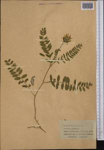 Astragalus, Middle Asia, Pamir & Pamiro-Alai (M2) (Tajikistan)