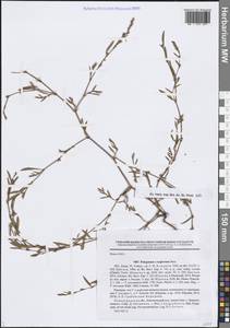 Polygonum neglectum Besser, Eastern Europe, North-Western region (E2) (Russia)