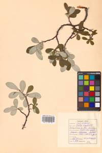 Salix krylovii E. L. Wolf, Siberia, Russian Far East (S6) (Russia)