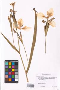 Iris pseudacorus L., Eastern Europe, Central region (E4) (Russia)