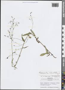 Campanula rotundifolia L., Eastern Europe, Middle Volga region (E8) (Russia)