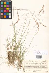Agrostis canina L., Eastern Europe, Northern region (E1) (Russia)