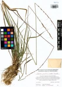 Elymus gmelinii (Trin.) Tzvelev, Siberia, Baikal & Transbaikal region (S4) (Russia)