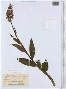 Dactylorhiza urvilleana (Steud.) H.Baumann & Künkele, Caucasus, Stavropol Krai, Karachay-Cherkessia & Kabardino-Balkaria (K1b) (Russia)