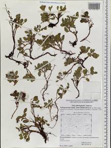 Salix phlebophylla Anderss., Siberia, Russian Far East (S6) (Russia)