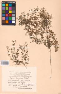 Galium saxatile var. saxatile, Eastern Europe, West Ukrainian region (E13) (Ukraine)