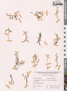 Callitriche hermaphroditica L., Siberia, Chukotka & Kamchatka (S7) (Russia)