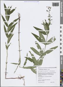 Lysimachia davurica Ledeb., Siberia, Baikal & Transbaikal region (S4) (Russia)