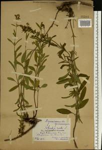 Stachys recta L., Eastern Europe, Central forest-and-steppe region (E6) (Russia)