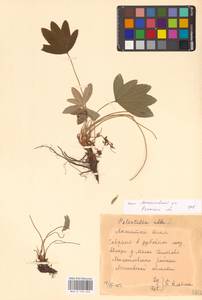 Potentilla alba L., Eastern Europe, Central region (E4) (Russia)