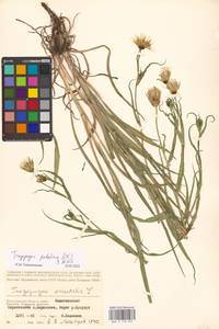 Tragopogon podolicus Besser ex DC., Eastern Europe, Lower Volga region (E9) (Russia)