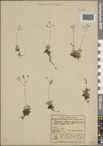 Micranthes stellaris subsp. stellaris, Eastern Europe, Northern region (E1) (Russia)