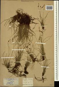 Carex supina Willd. ex Wahlenb., Caucasus, Krasnodar Krai & Adygea (K1a) (Russia)