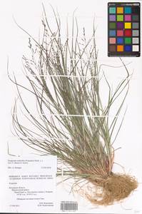 Eragrostis albensis H.Scholz, Eastern Europe, Central region (E4) (Russia)