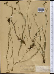 Bupleurum thianschanicum Freyn, Middle Asia, Dzungarian Alatau & Tarbagatai (M5) (Kazakhstan)