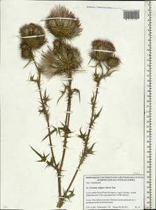 Cirsium vulgare (Savi) Ten., Eastern Europe, Belarus (E3a) (Belarus)
