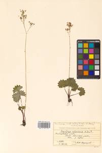 Micranthes nelsoniana subsp. aestivalis (Fisch. & C. A. Mey.) Elven & D. F. Murray, Siberia, Russian Far East (S6) (Russia)