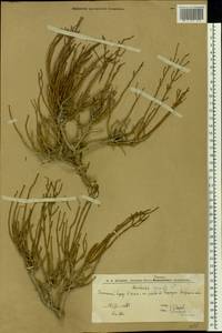 Anabasis aphylla L., Eastern Europe, Lower Volga region (E9) (Russia)