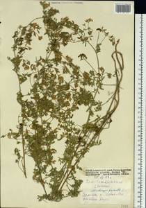 Medicago falcata L., Siberia, Altai & Sayany Mountains (S2) (Russia)