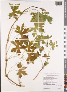 Geranium nepalense Sweet, South Asia, South Asia (Asia outside ex-Soviet states and Mongolia) (ASIA) (Vietnam)