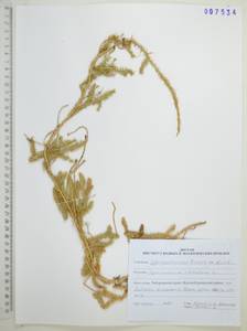 Lycopodium clavatum L., Siberia, Russian Far East (S6) (Russia)