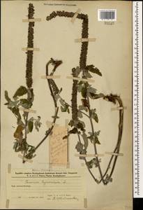 Teucrium hircanicum L., Caucasus, Azerbaijan (K6) (Azerbaijan)