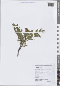 Spiraea media Schmidt, Siberia, Baikal & Transbaikal region (S4) (Russia)