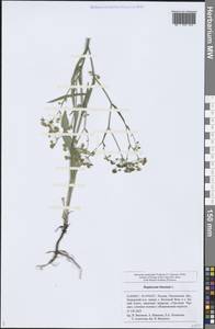 Bupleurum falcatum L., Eastern Europe, Middle Volga region (E8) (Russia)