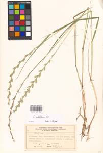 Lolium multiflorum Lam., Eastern Europe, Moscow region (E4a) (Russia)