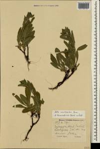 Aster amellus subsp. bessarabicus (Bernh. ex Rchb.) Soó, Crimea (KRYM) (Russia)