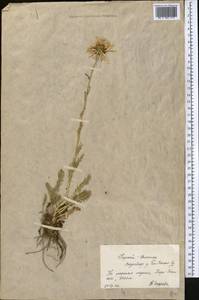 Tanacetum richterioides (C. Winkl.) K. Bremer & Humphries, Middle Asia, Northern & Central Tian Shan (M4) (Kyrgyzstan)