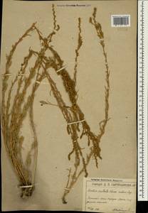 Bassia prostrata (L.) Beck, Crimea (KRYM) (Russia)