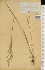 Poa trivialis L., Eastern Europe, Central forest-and-steppe region (E6) (Russia)