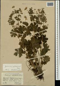 Geranium pyrenaicum Burm. f., Crimea (KRYM) (Russia)