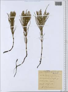 Equisetum arvense L., Siberia, Russian Far East (S6) (Russia)