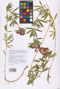 Trifolium lupinaster L., Eastern Europe, Central forest-and-steppe region (E6) (Russia)