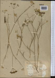 Elwendia capusii (Franch.) Pimenov & Kljuykov, Middle Asia, Syr-Darian deserts & Kyzylkum (M7) (Uzbekistan)