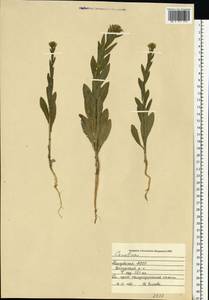 Camelina sativa (L.) Crantz, Eastern Europe, Middle Volga region (E8) (Russia)