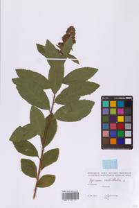 Spiraea salicifolia L., Siberia, Russian Far East (S6) (Russia)