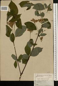 Cornus sanguinea subsp. sanguinea, Eastern Europe, Central forest-and-steppe region (E6) (Russia)