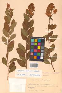 Spiraea salicifolia L., Siberia, Russian Far East (S6) (Russia)