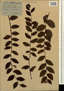 Zelkova carpinifolia (Pall.) C. Koch, Caucasus, Georgia (K4) (Georgia)