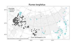 Rumex longifolius DC., Atlas of the Russian Flora (FLORUS) (Russia)